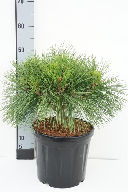 Pinus nigra &