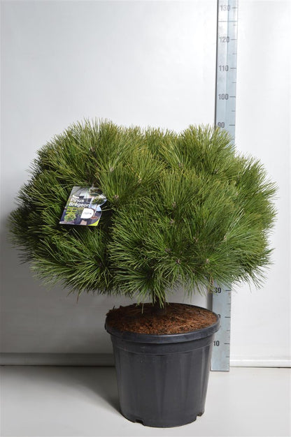 Pinus nigra &