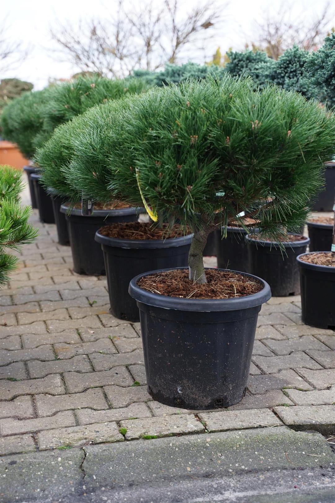 Pinus nigra &