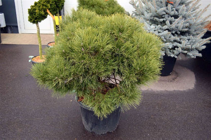 Pinus nigra &