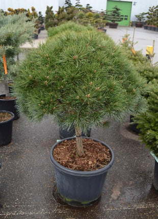 Pinus nigra 'Brepo'