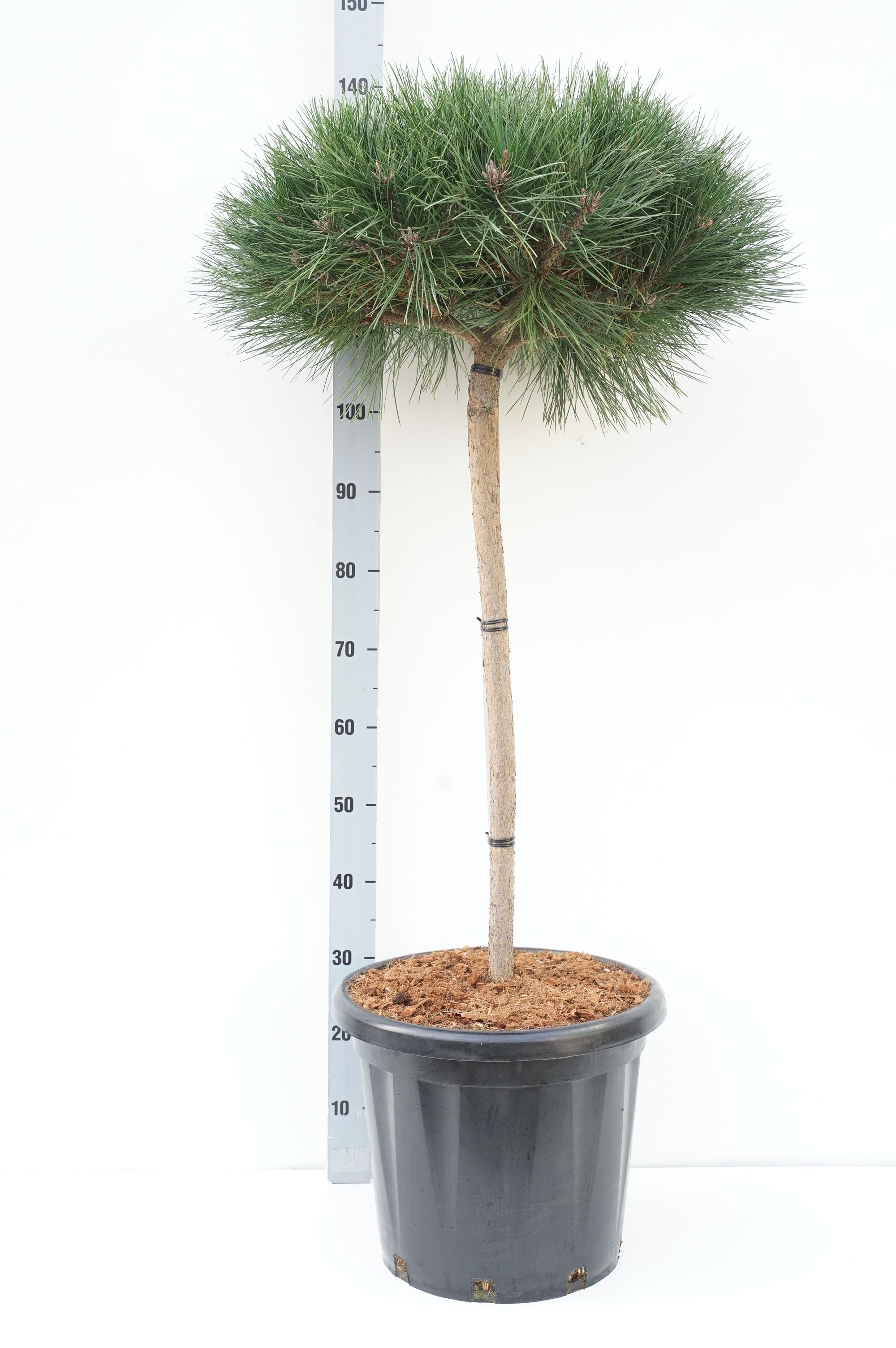 Tall nigra &