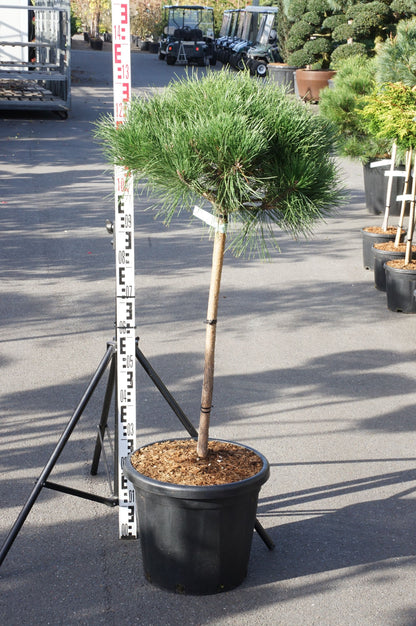Pinus nigra &