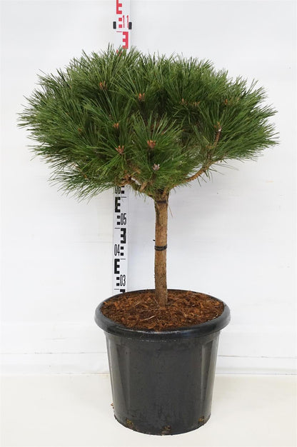 Pinus nigra &