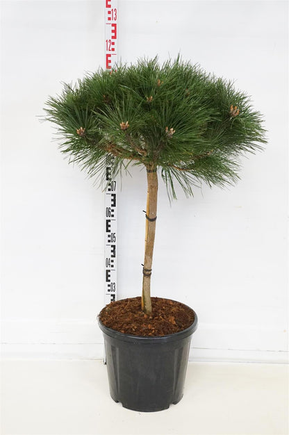 Pinus nigra &
