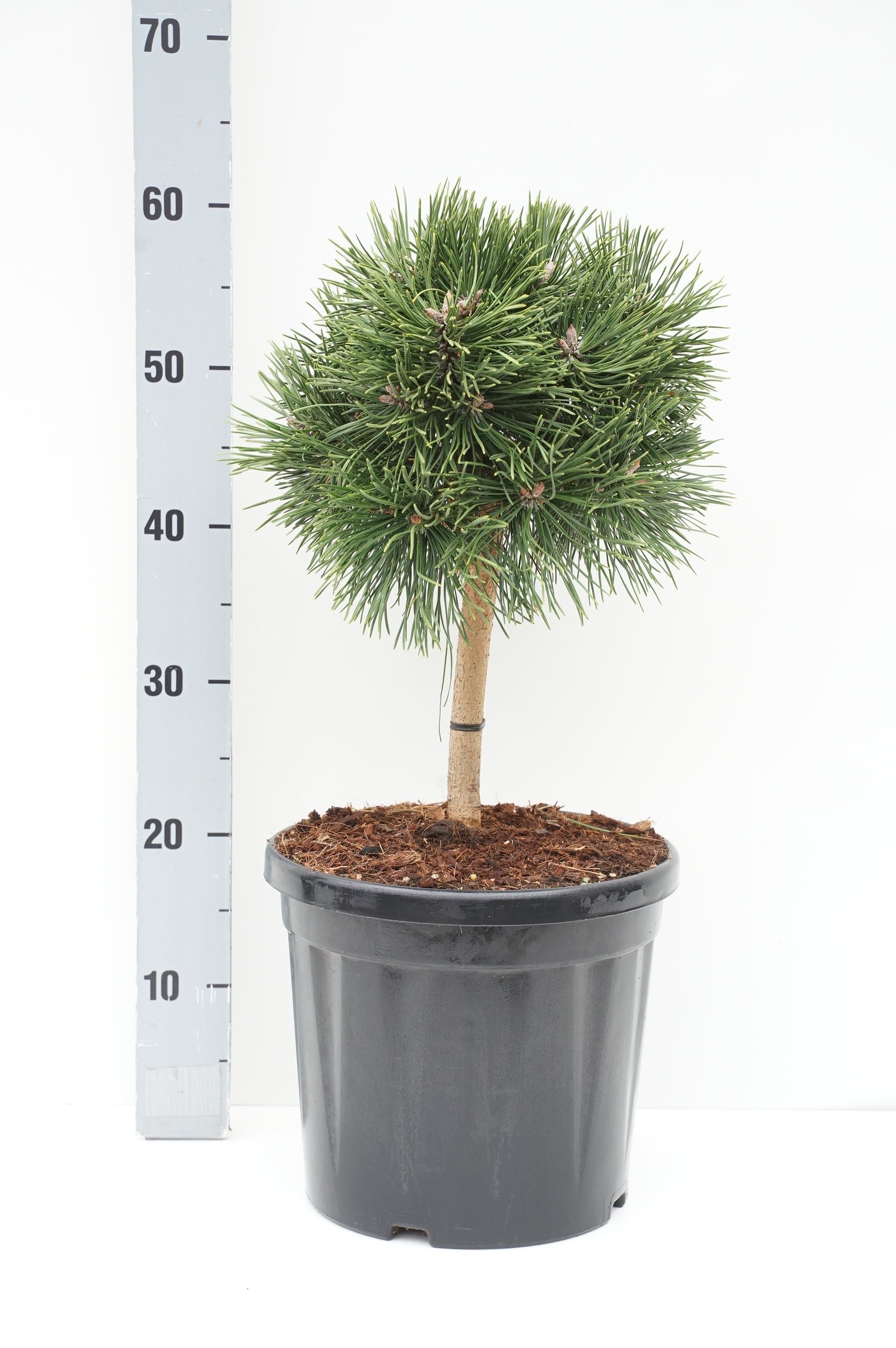 Tall mugo &