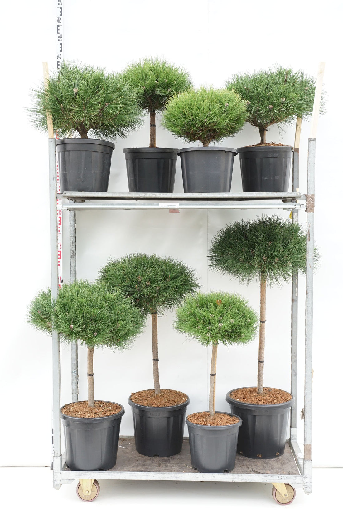 Tall in cultivars - MIX CC STEMS