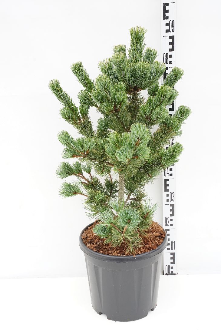 Pinus parv. &
