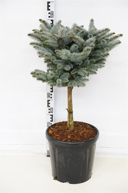 Picea pungens &