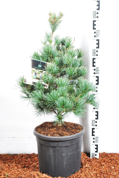 Pinus parv. 'Negishi'