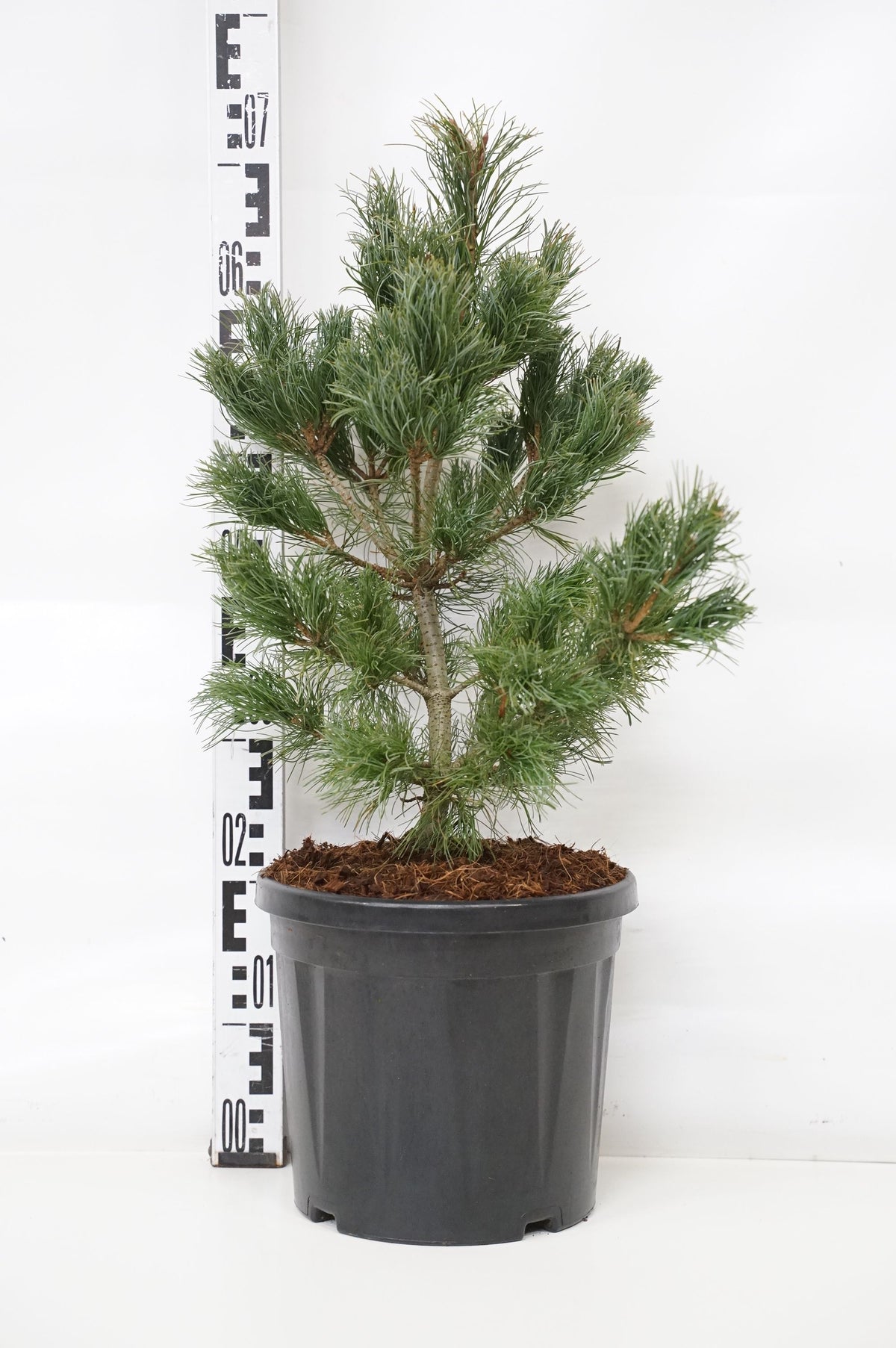 Pinus parviflora &
