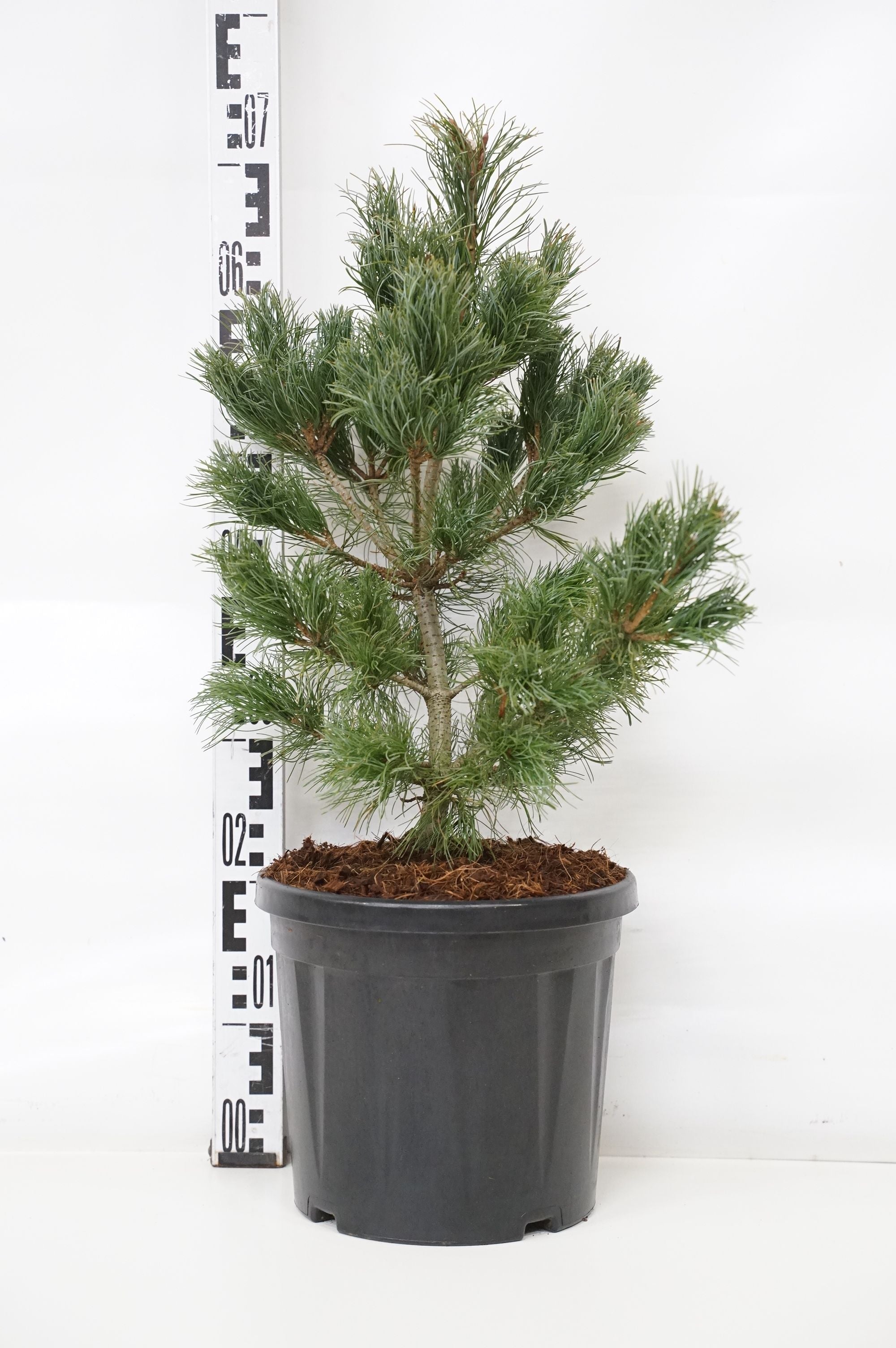 Pinus parv. &