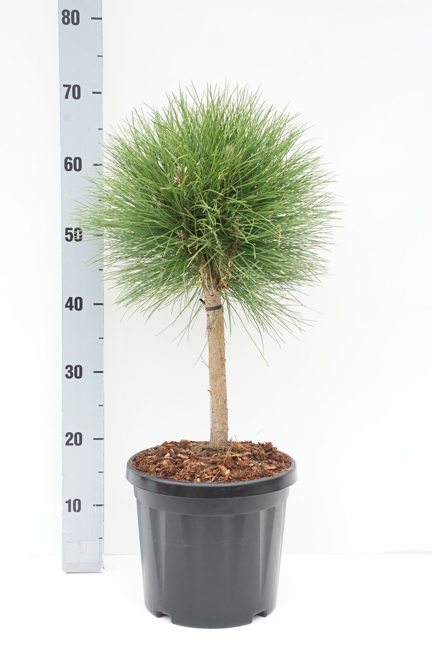 Pinus &