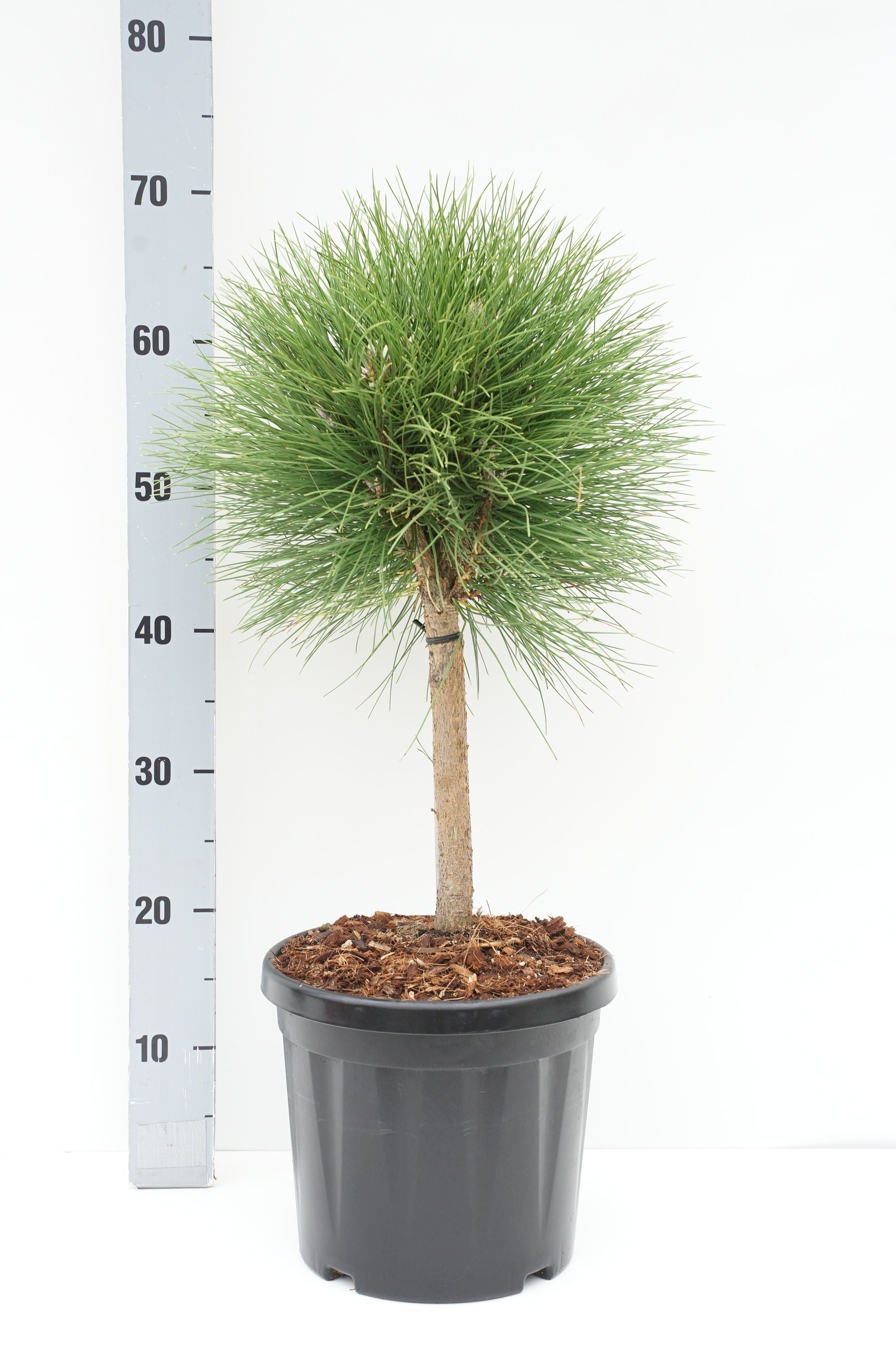 Pinus &