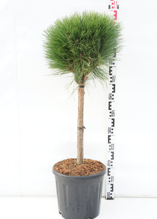 Pinus 'Summer Breeze'®