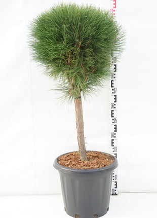 Pinus 'Summer Breeze'®