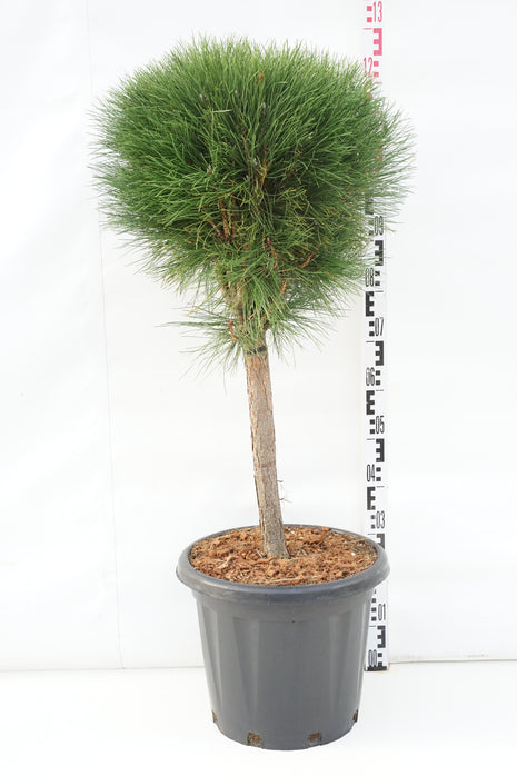 Pinus 'Summer Breeze'®