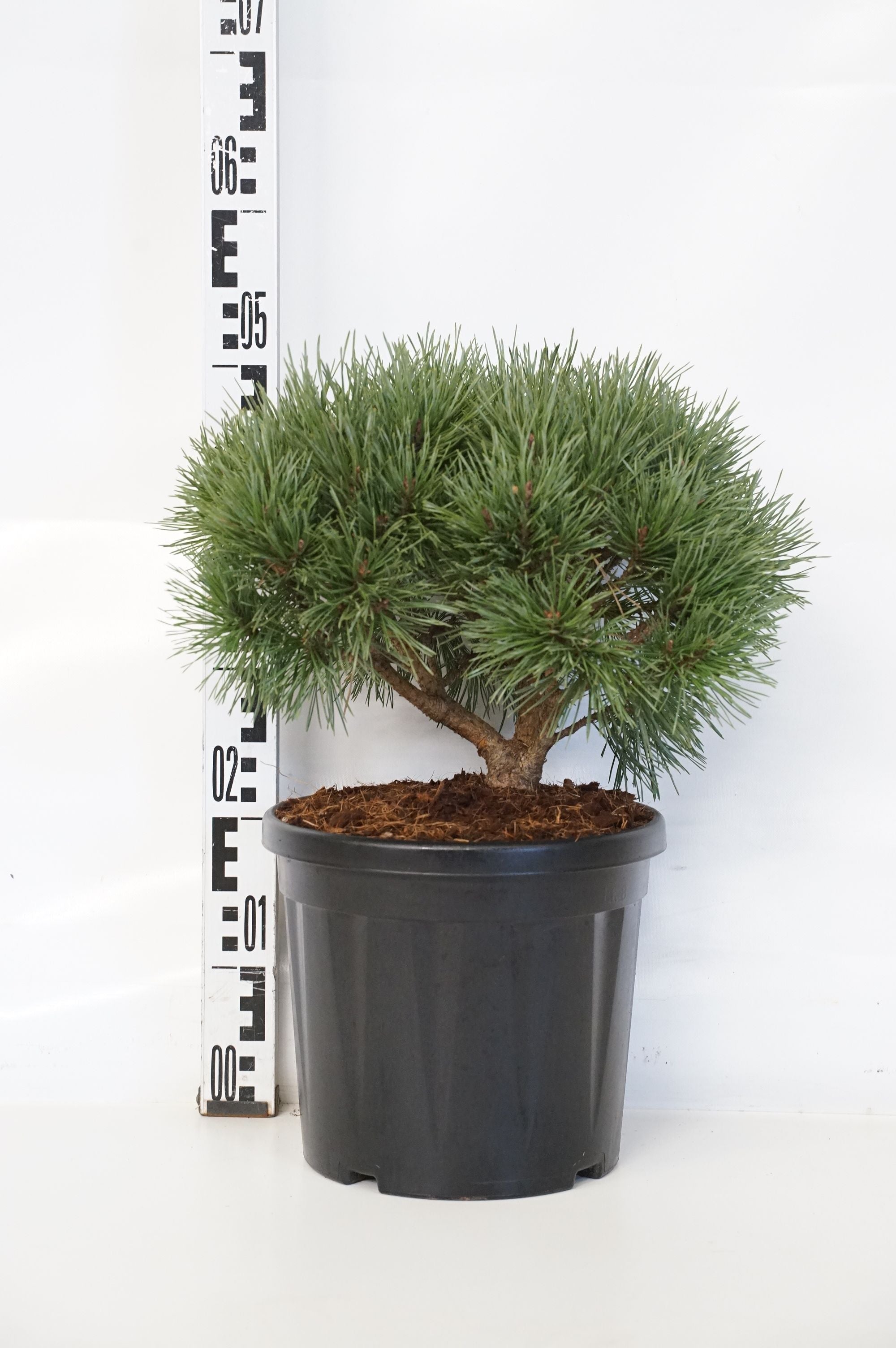 Pinus sylv. &