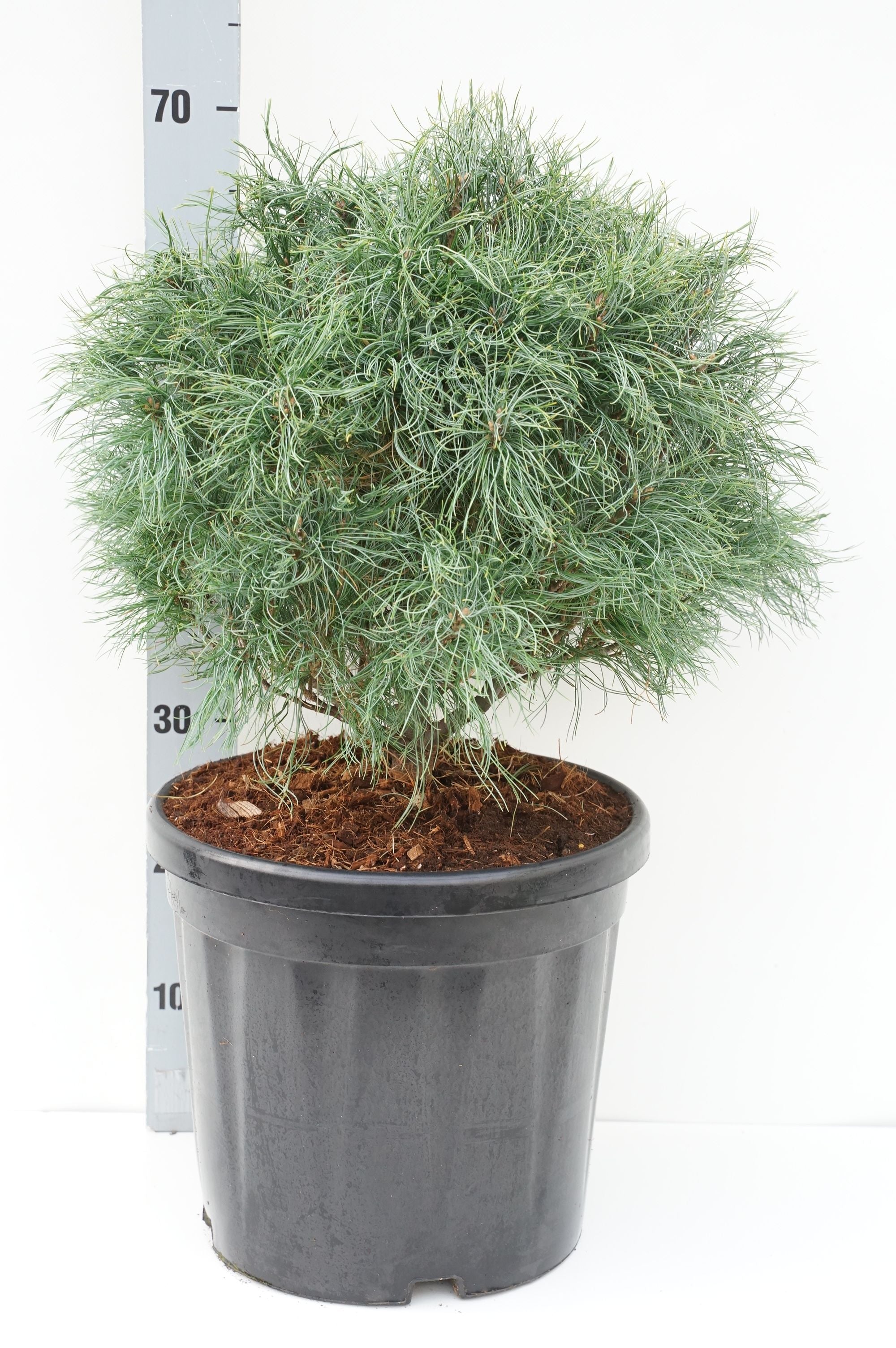 Pinus strobus &