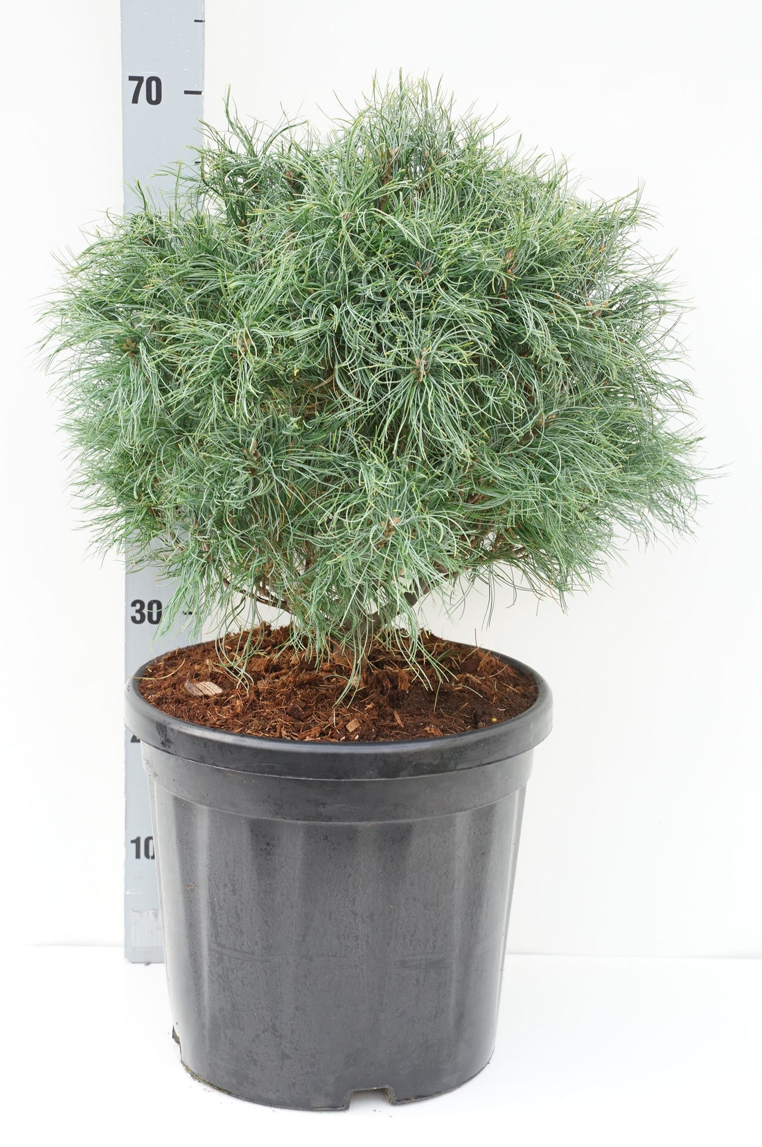 Pinus strobus &