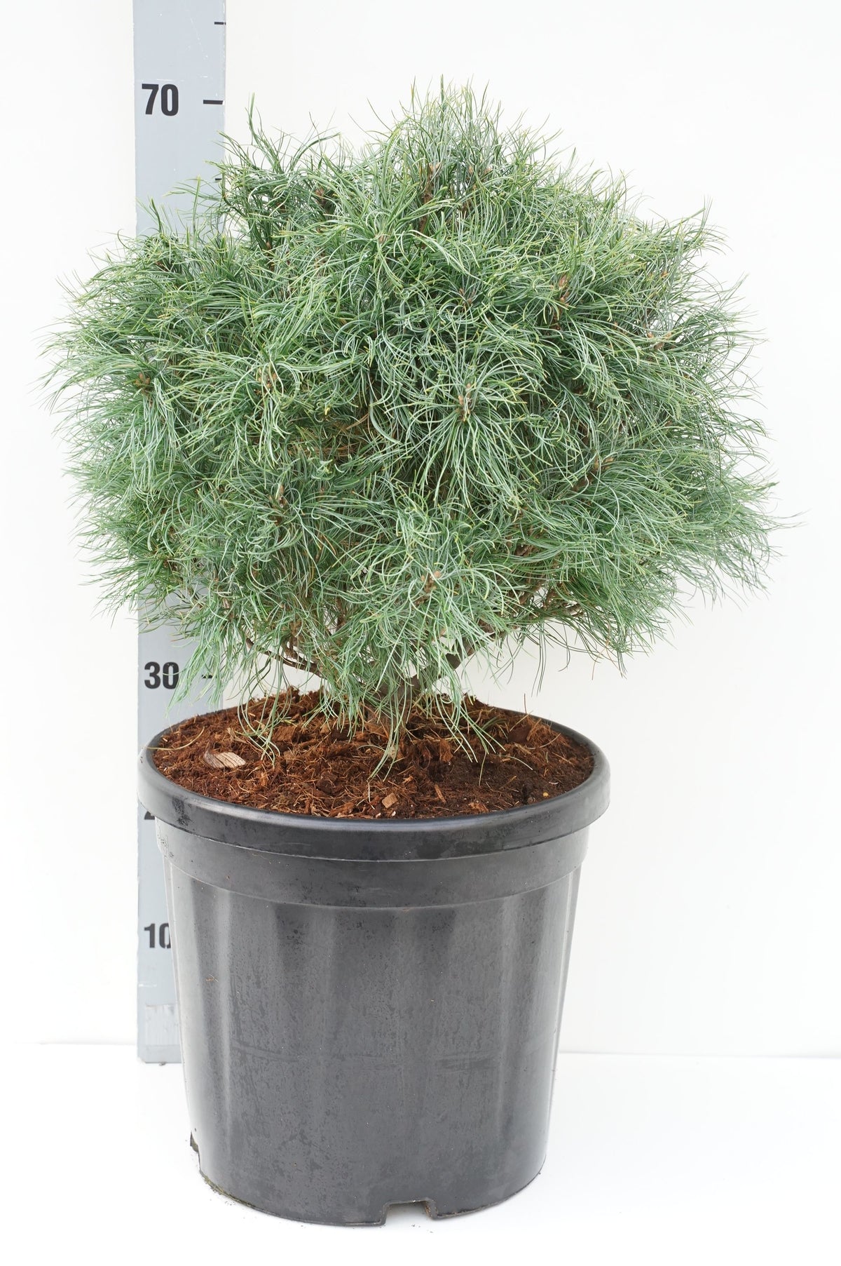 Pinus strobus &