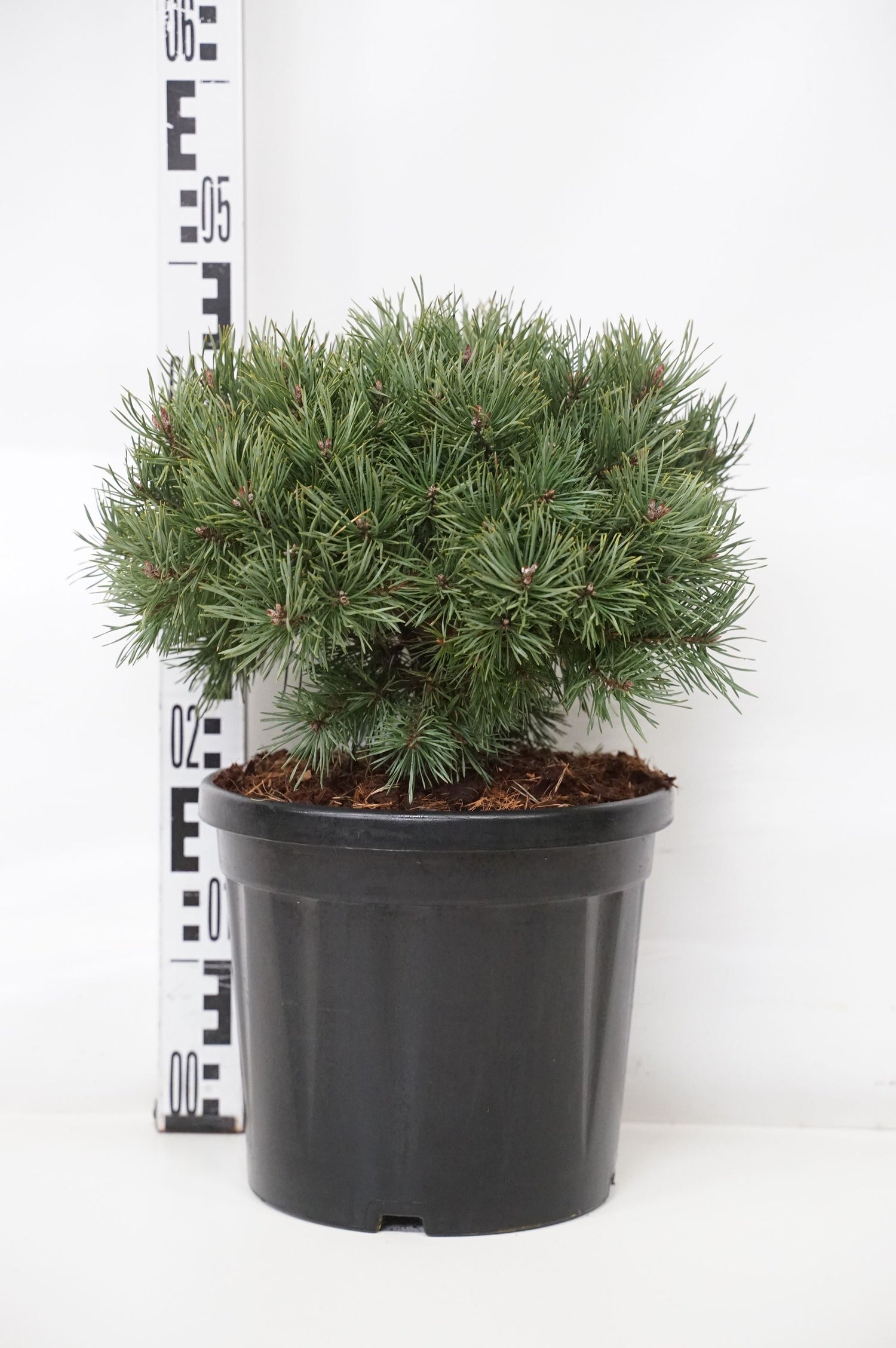 Pinus sylvestris &