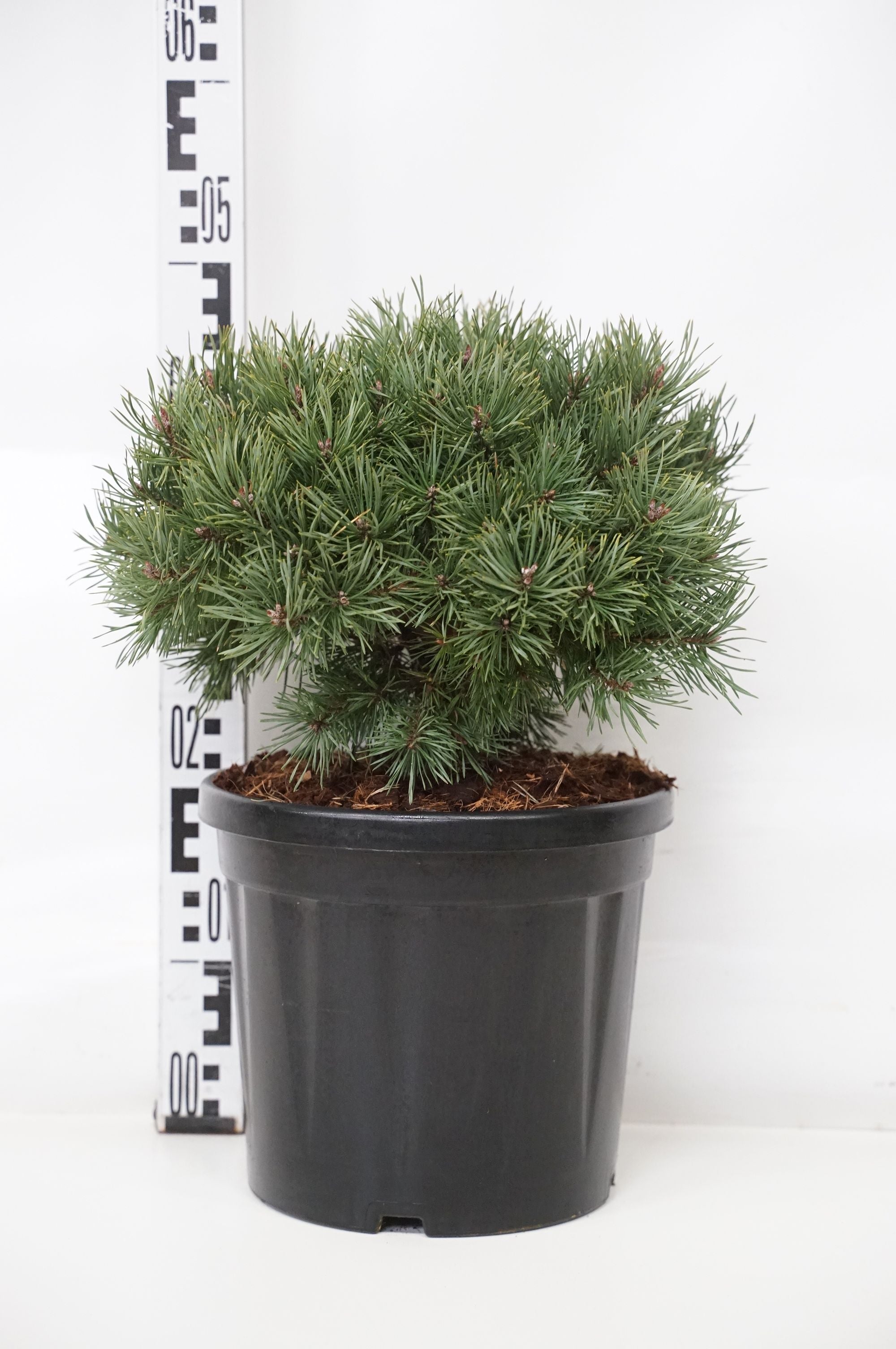 Pinus sylvestris &