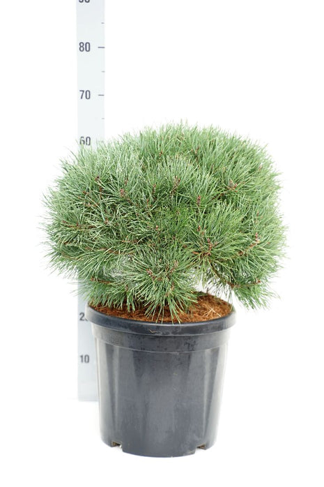 Pinus sylv. 'Martham'