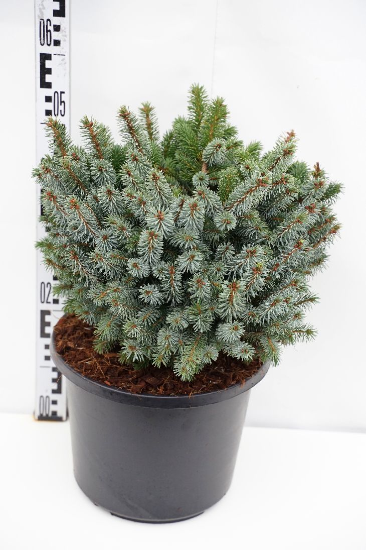 Gran sitchensis &