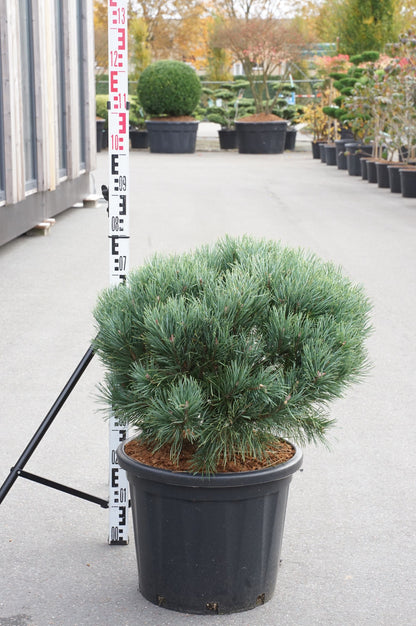 Pinus sylvestris &