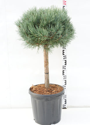 Pinus sylv. 'Watereri'