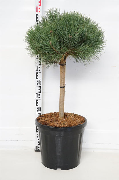 Pinus sylvestris &