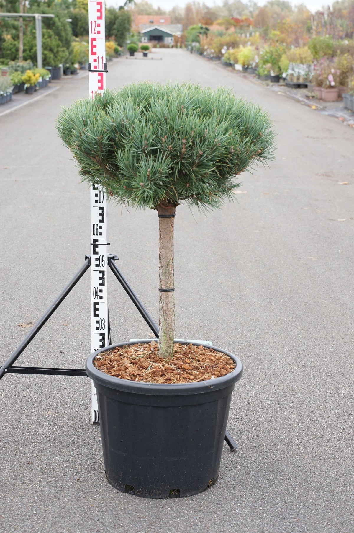 Pinus sylvestris &