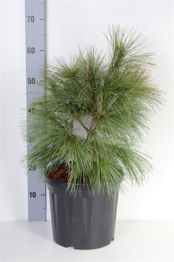 Tall schwerinii &