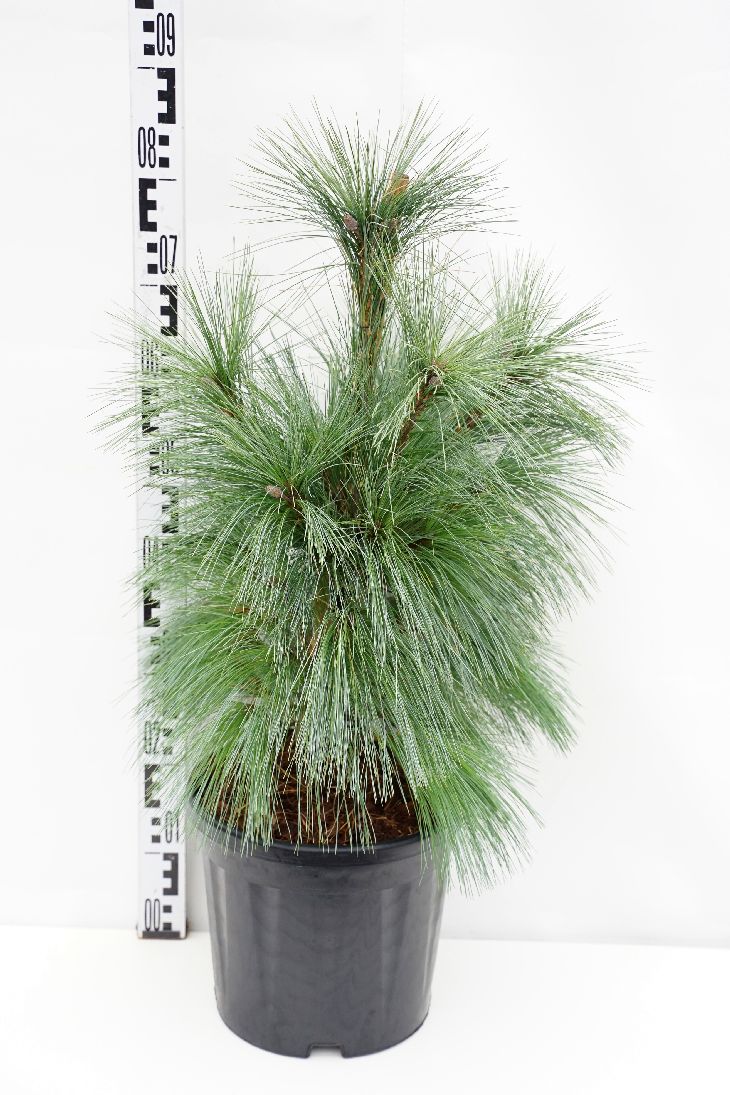 Tall schwerinii &