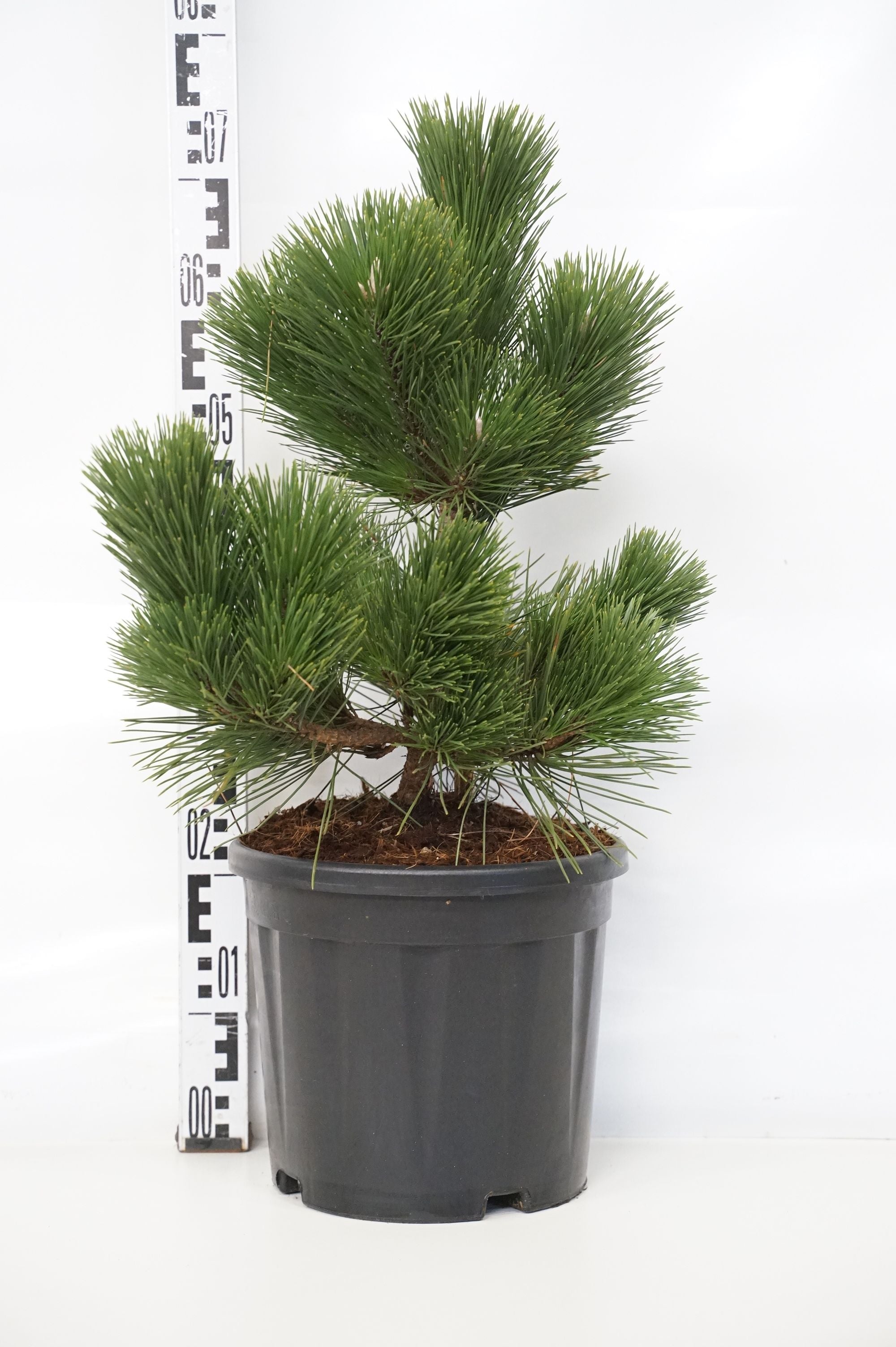 Pinus thunbergii &