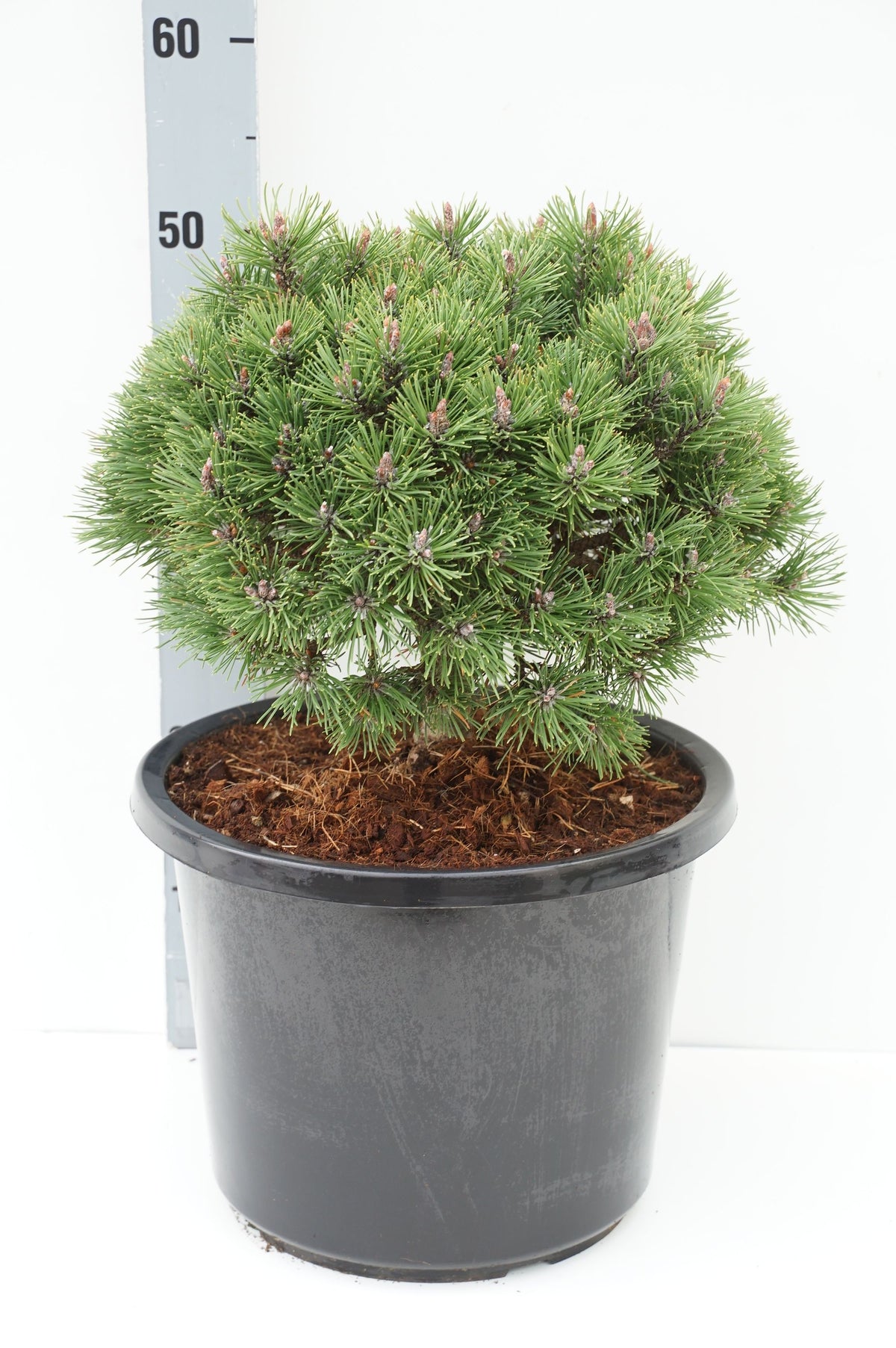 Pinus uncinata &