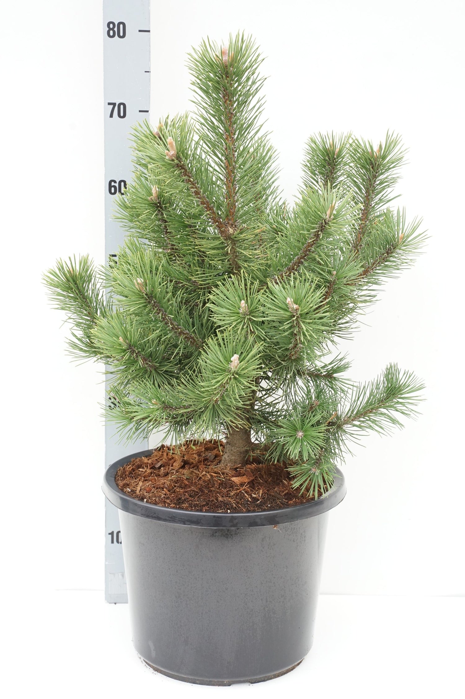 Tall uncinata &