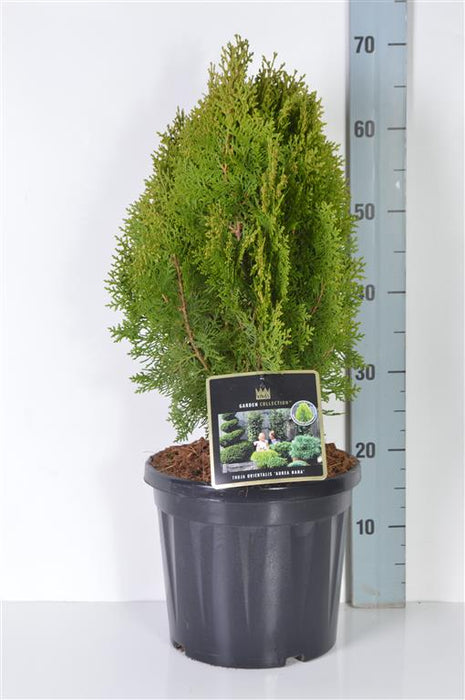 Platycladus or. 'Aurea Nana' (thuja)