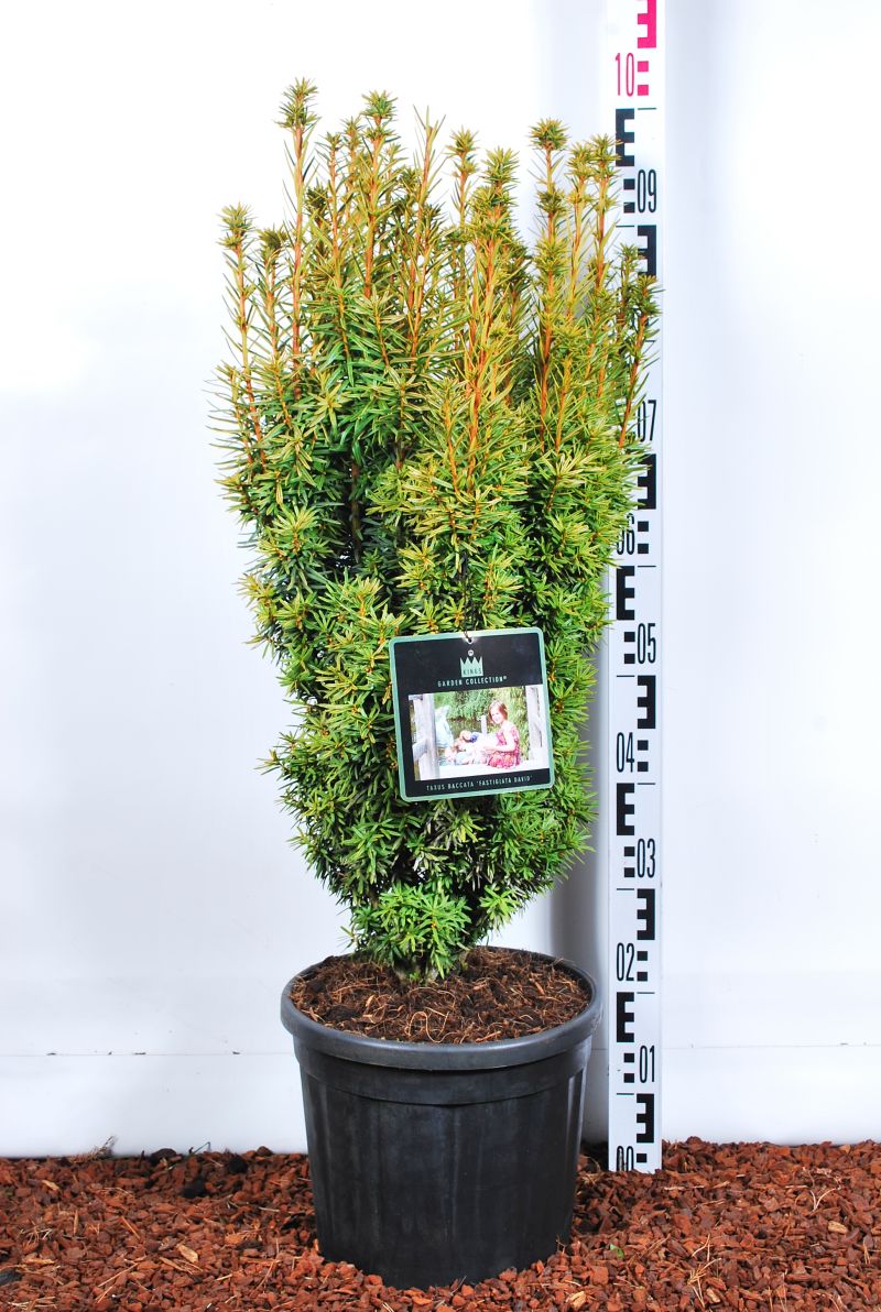 Taxus baccata &