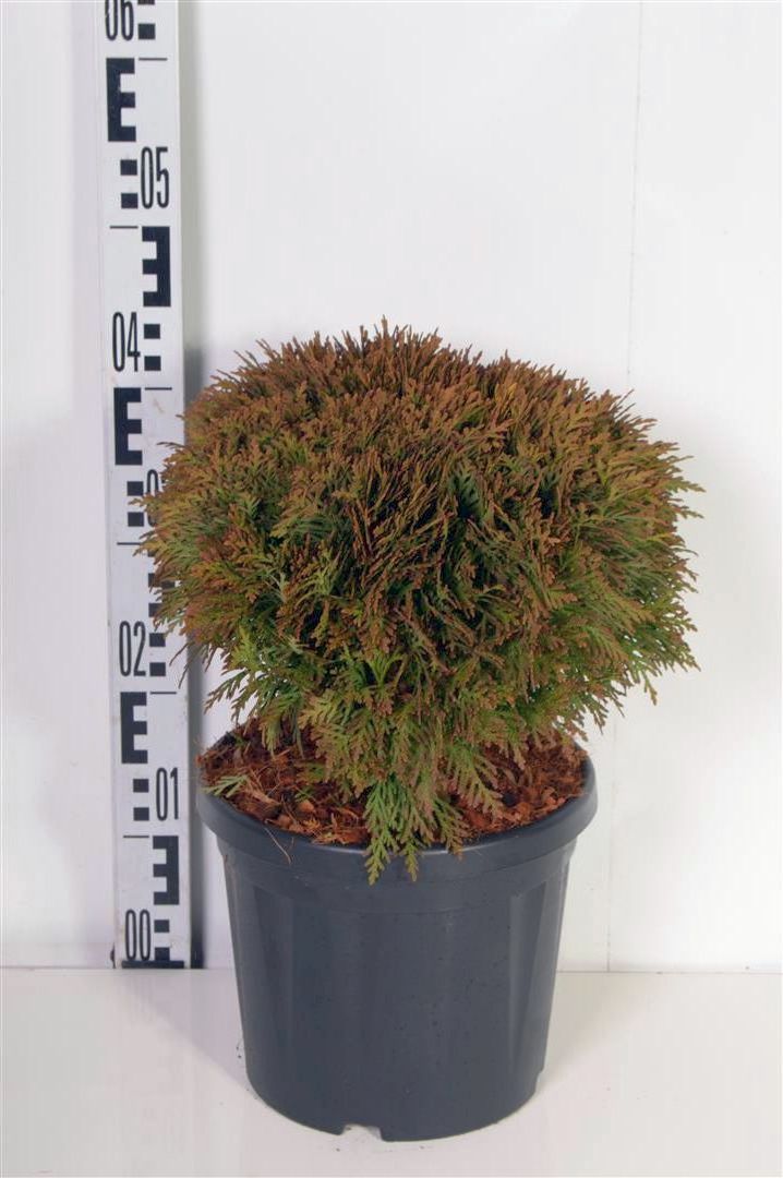Thuja occ. &