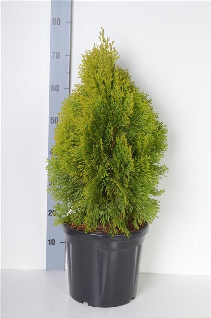 Thuja occ. &