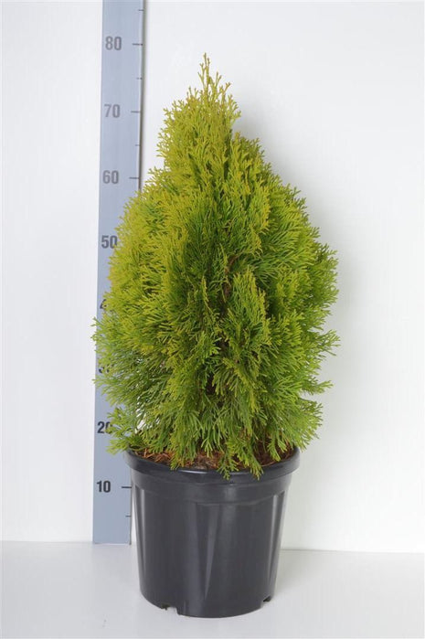 Thuja occ. 'Golden Smaragd'