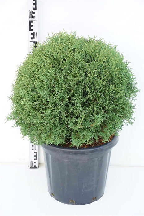 Thuja occ. 'Tiny Tim'