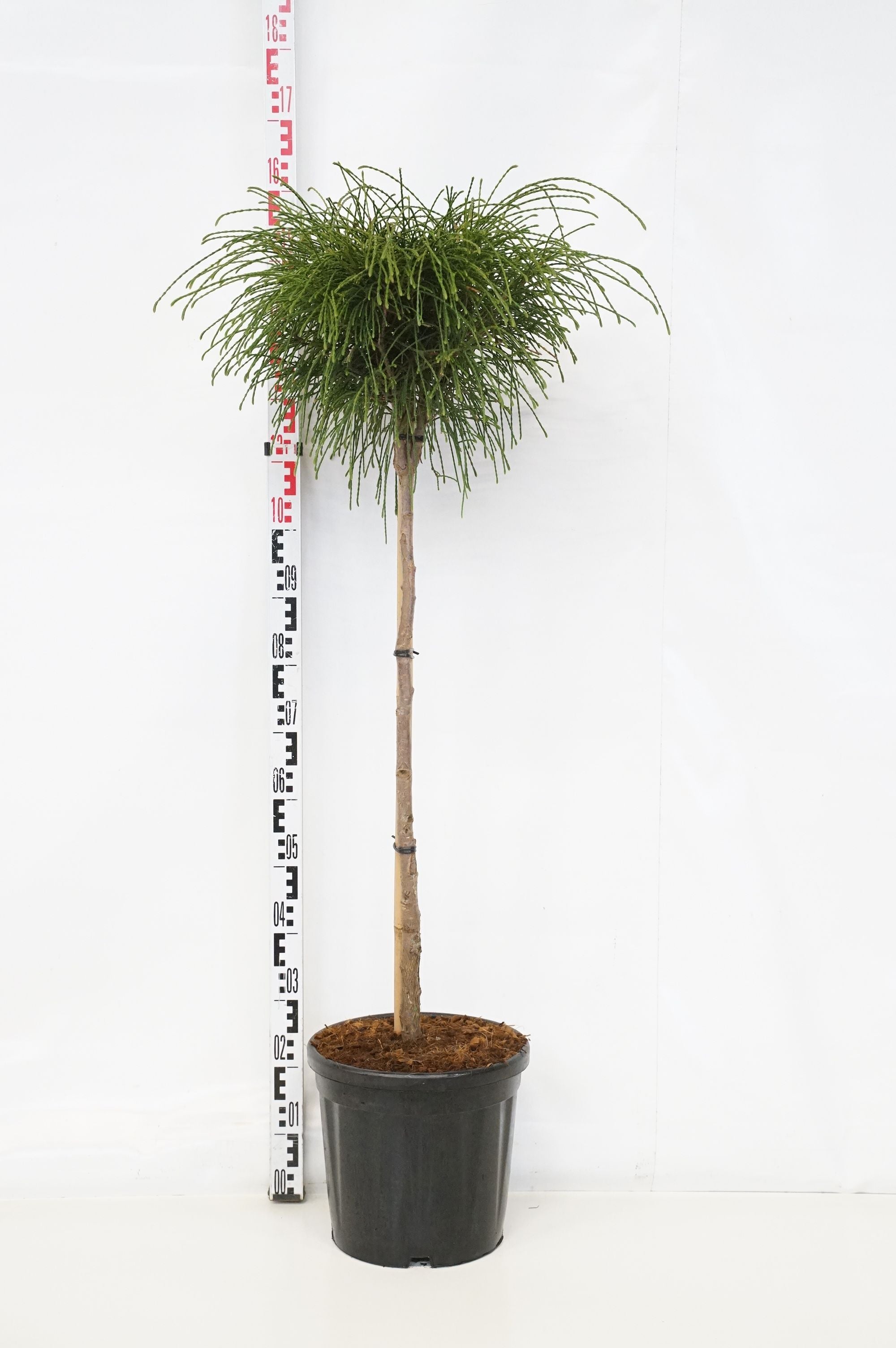 Thuja pl. &