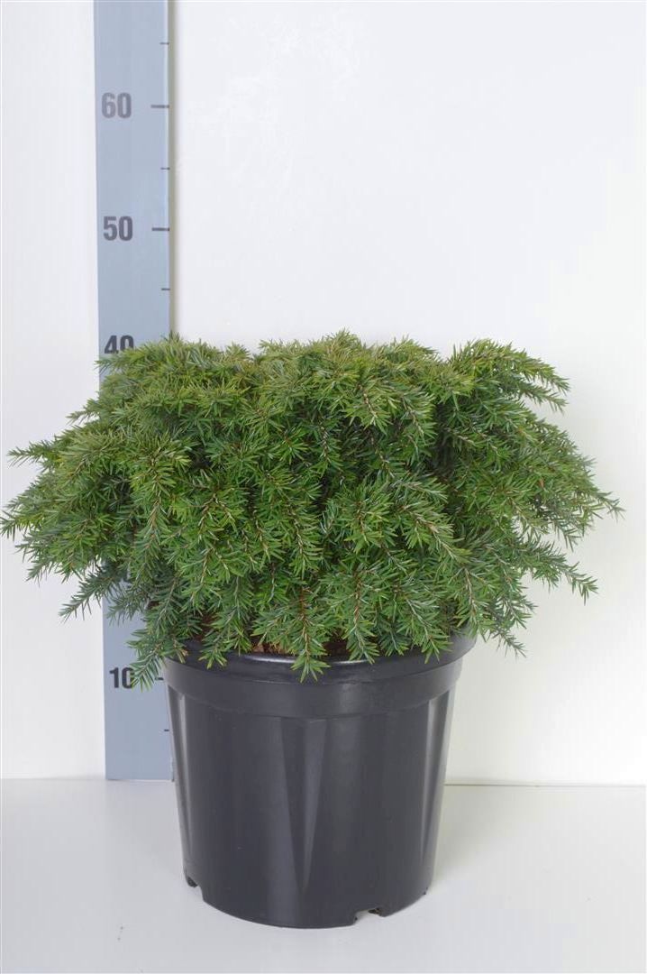 Hemlock can. &