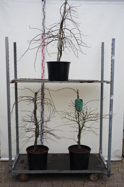 Japansk lönn (Acer palmatum) i sorter C15 (15 liters kruka) 60-80 cm