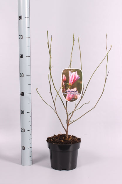 Magnolia &