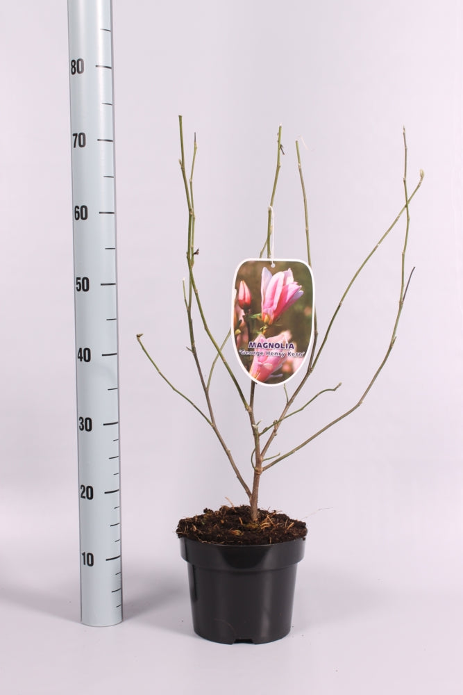 Magnolia &
