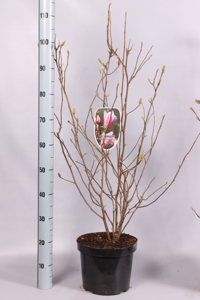 Magnolia &